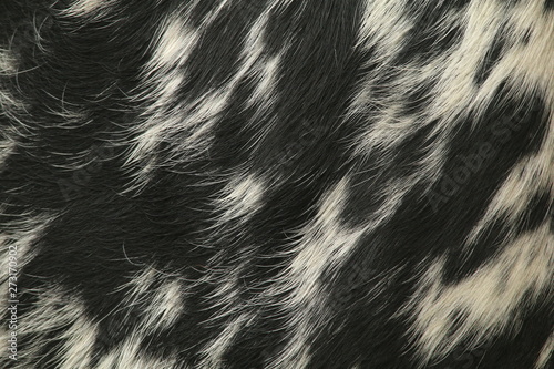 Close up of the black and white coat of a Nguni cow, native breed to southern Africa.