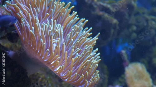 Magnificent sea anemone or Ritteri anemone (Heteractis magnifica) in the sea or aquarium. Slow motion. photo