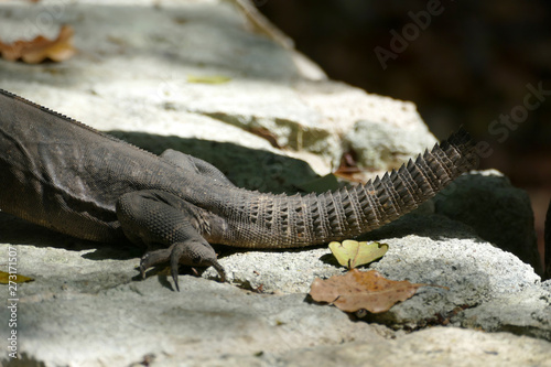 Black Iguana Missing its Tail