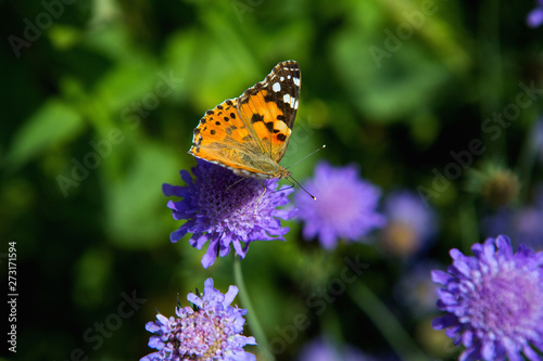 Schmetterling im Bio-Garten