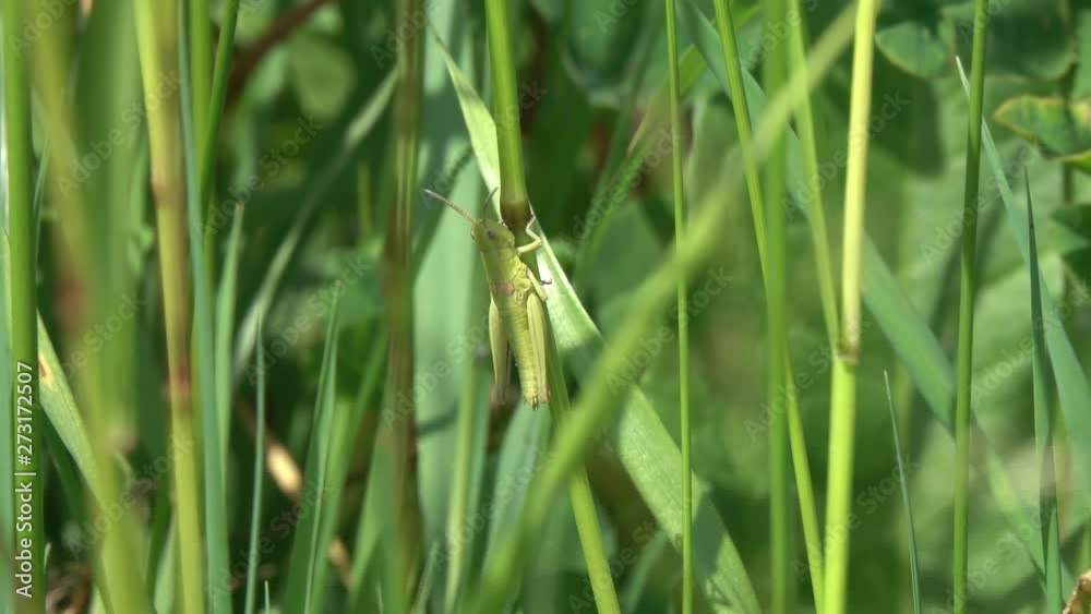 A small green grasshopper is on a green blade of grass A small green grasshopper is on a green blade of grass