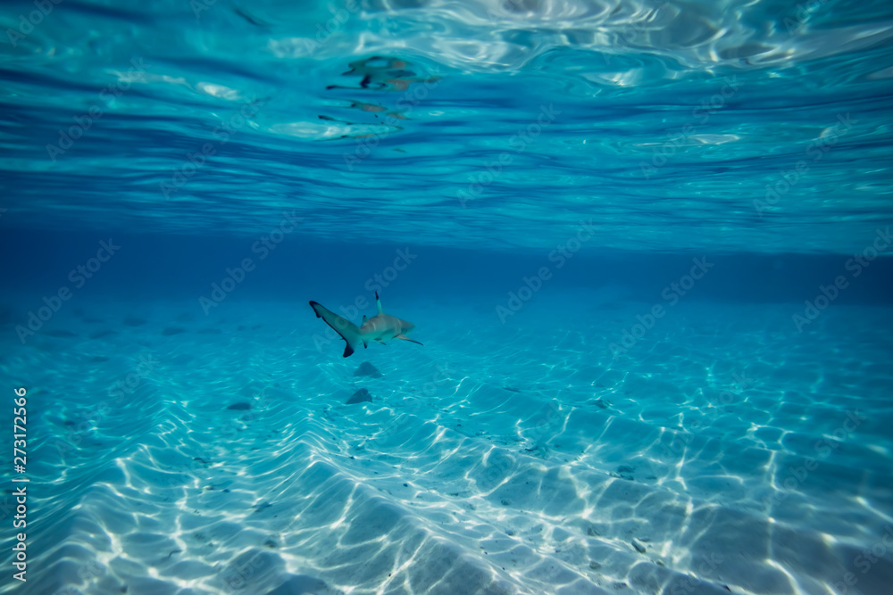 Blacktip reef shark in the shallow water at Maldives