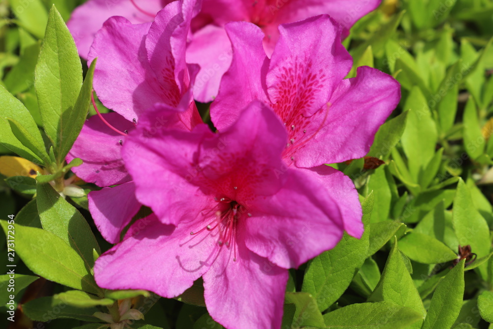 Naklejka premium 公園に咲く花 ツツジ
