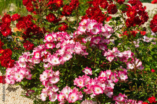 Wallpaper Mural Dunkel- und hellrote Strauchrosen Torontodigital.ca