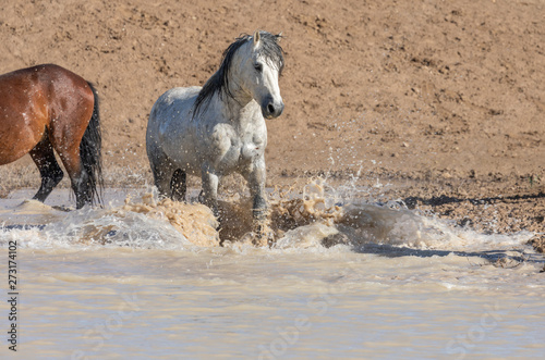 Fototapeta Naklejka Na Ścianę i Meble -  Wild Horses at a Utah Desert Waterhole