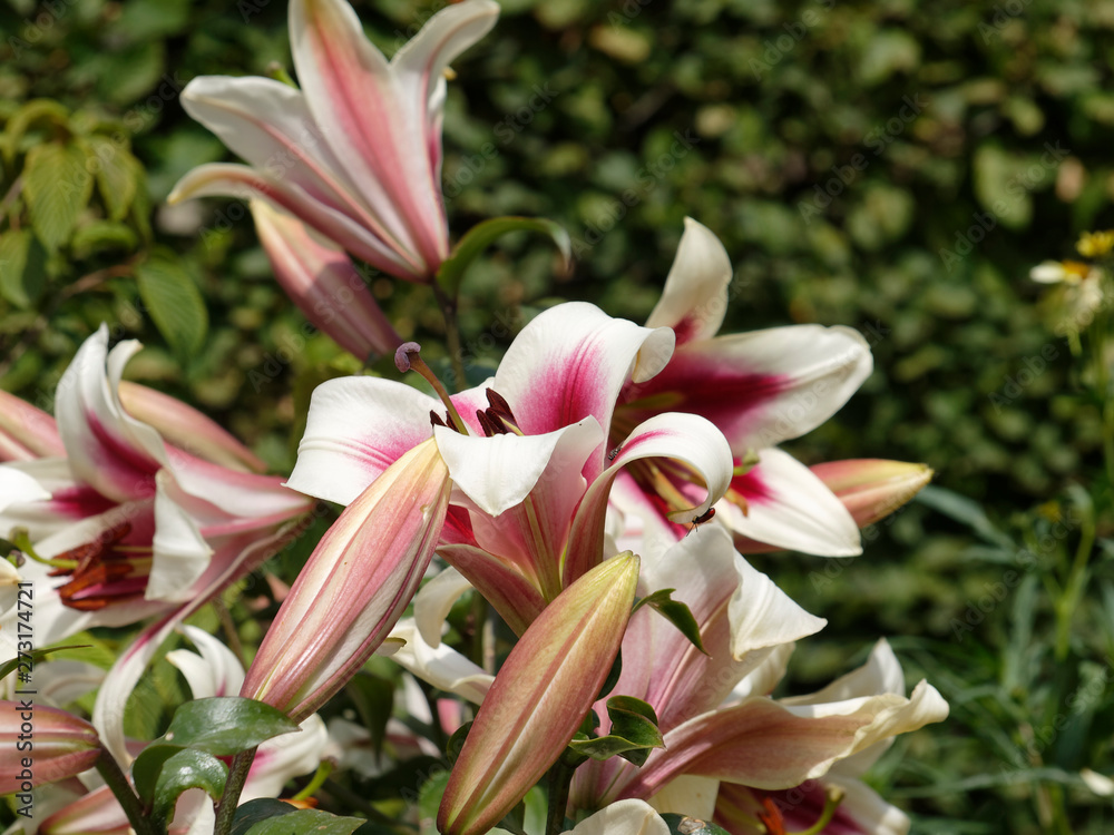 Obraz premium Gros plan sur fleur de lis 'Altari'