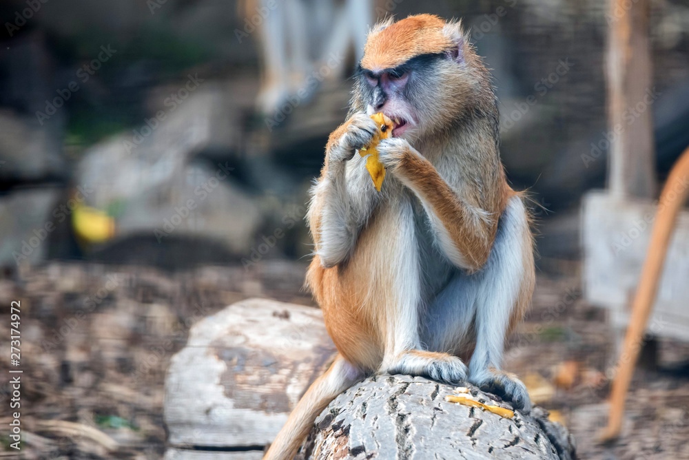Obraz premium Patas Monkey or Erythrocebus patas eats fruit in captivity