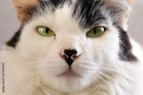 portrait of a cat with green eyes 