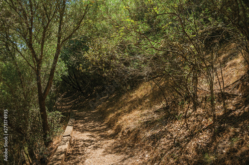 Dirt path in the forest amid bushes and trees