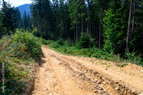 Dirt road high in the mountains among the tall pine trees against the blue sky.