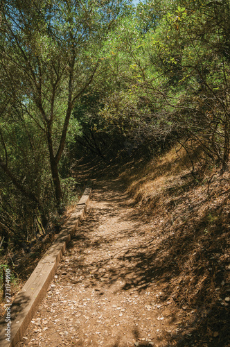 Fototapeta Naklejka Na Ścianę i Meble -  Dirt path in the forest amid bushes and trees
