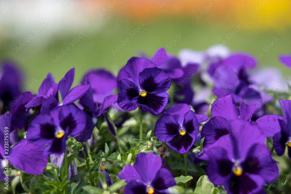 blossoming pansies flowers