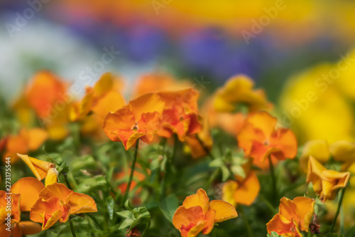 blossoming pansies flowers