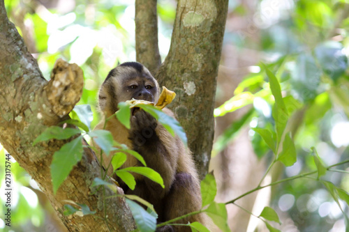 sapajous apella monkey eating banana