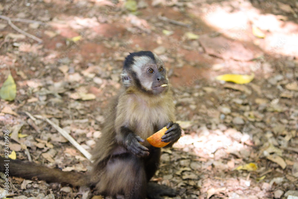 Sapajus apella monkey eating apple 