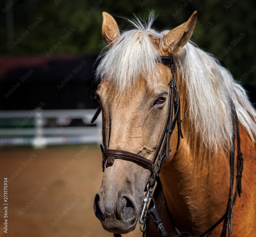 Obraz premium Close-up of a beautiful horse in a farm