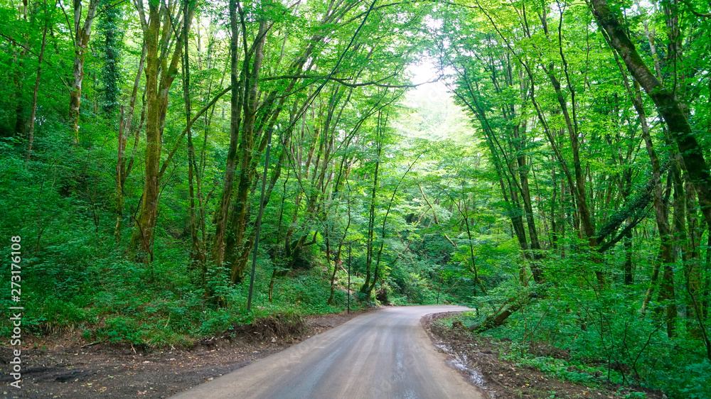 Fototapeta premium rural road in the summer forest