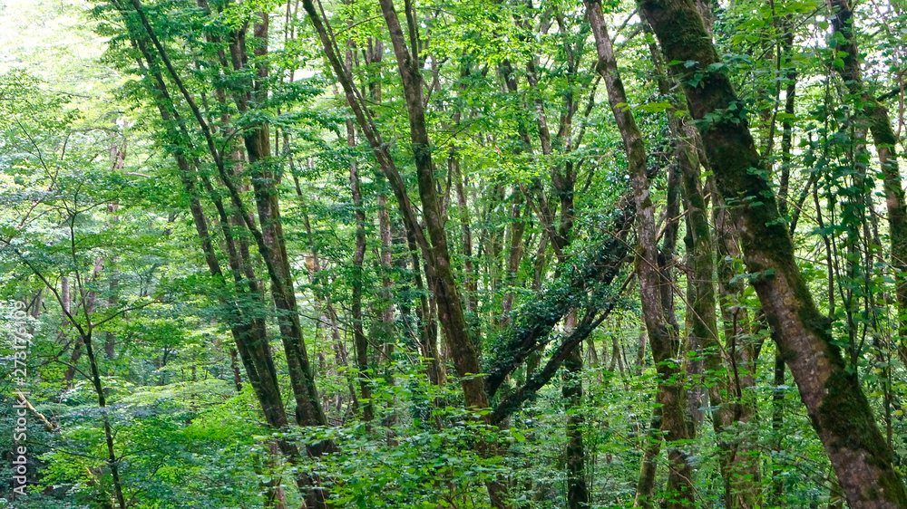 rural road in the summer forest rural road in the summer forest