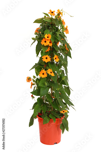 Obraz na plátně Thunbergia alata