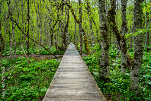 Montenegro, Endless wooden walkway path through green unspoiled rainforest nature landscape and mire of biogradska gora national park