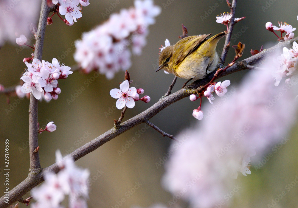 A common chiffchaff sitting between blossoms. A common chiffchaff sitting between blossoms.