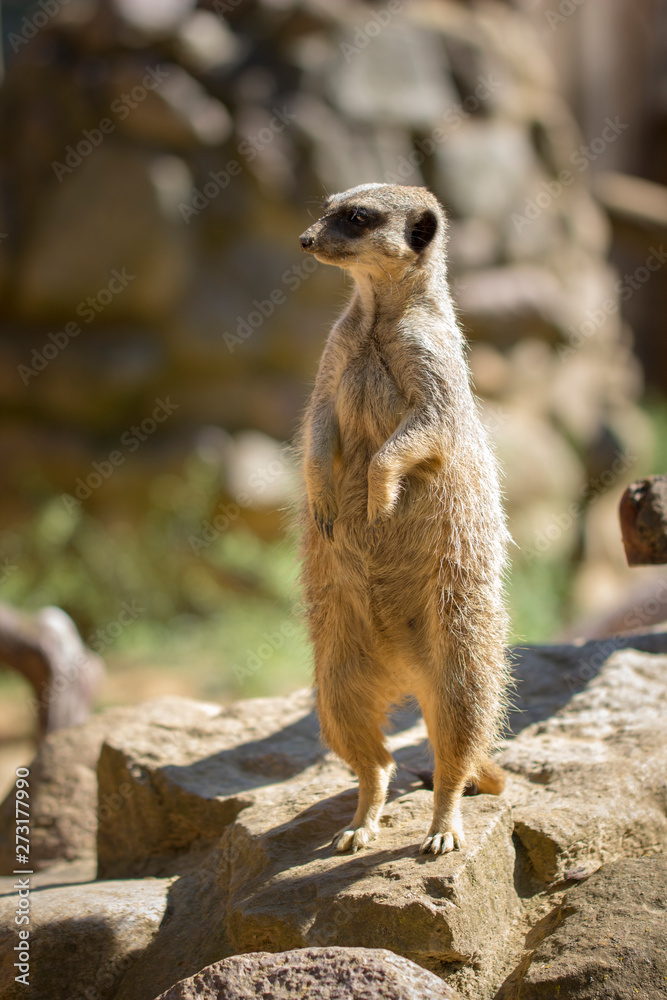 Fototapeta premium Meerkat is watching (suricata suricatta)