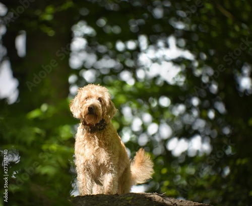 The Golden Labradoodle