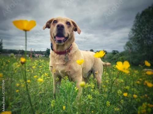 The Golden Labrador 