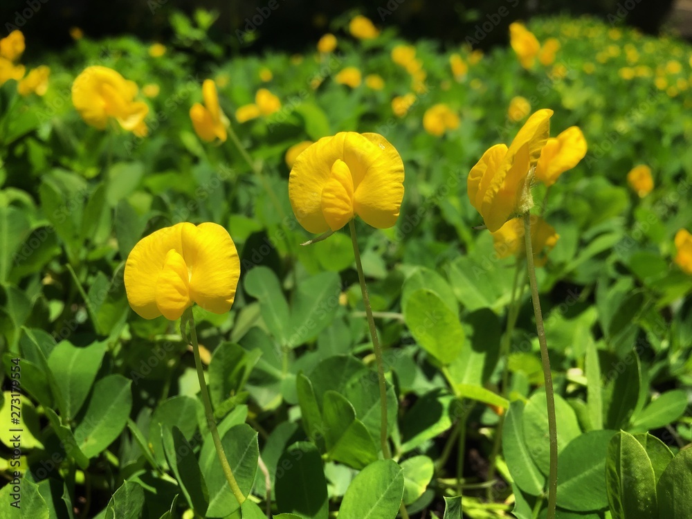 Pinto Peanut (Arachis pintoi) small yellow flowers on green leaves background Pinto Peanut (Arachis pintoi) small yellow flowers on green leaves background
