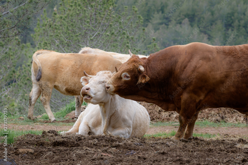 Vaches affectueuses Vaches affectueuses