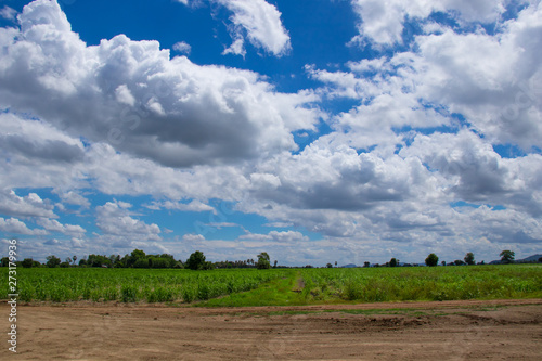 The morning atmosphere in the sugarcane farm where the clouds came together beautifully before forming a rainstorm.