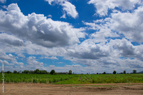 The morning atmosphere in the sugarcane farm where the clouds came together beautifully before forming a rainstorm.
