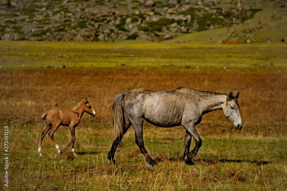 Russia. The South Of Western Siberia. Free pastures in the valleys of the Altai Mountains Russia. The South Of Western Siberia. Free pastures in the valleys of the Altai Mountains