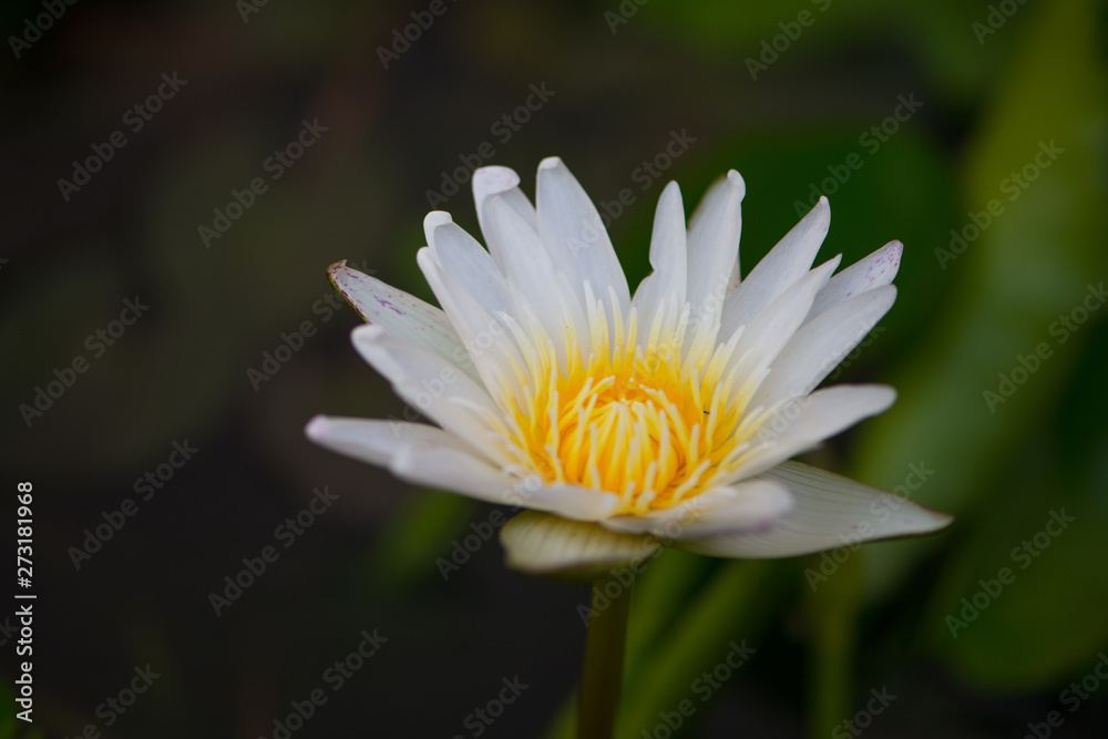 white water lily flower in pool white water lily flower in pool