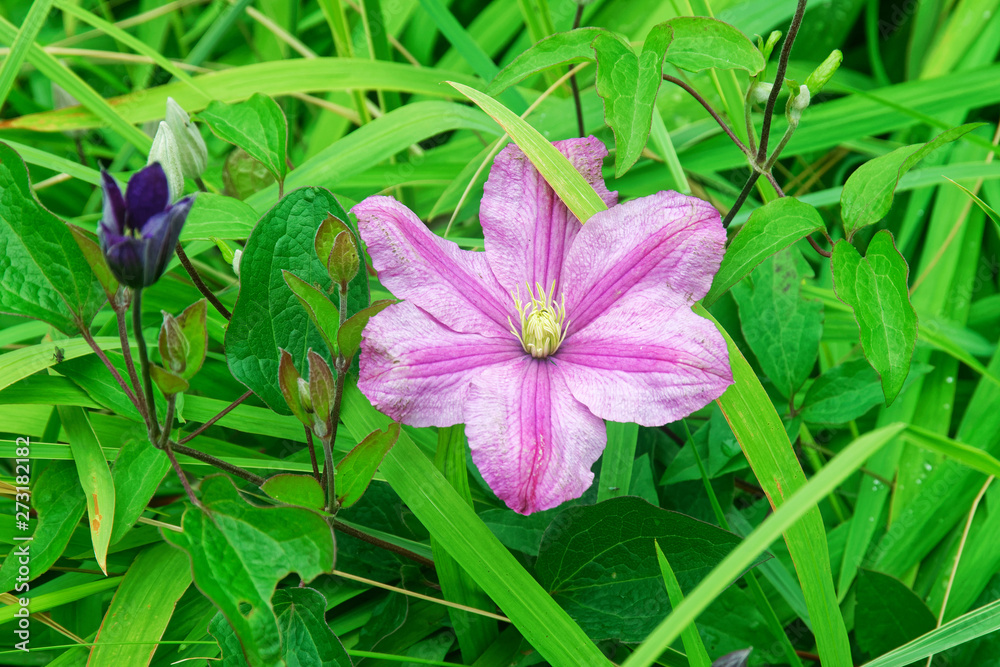 Clematis flower.