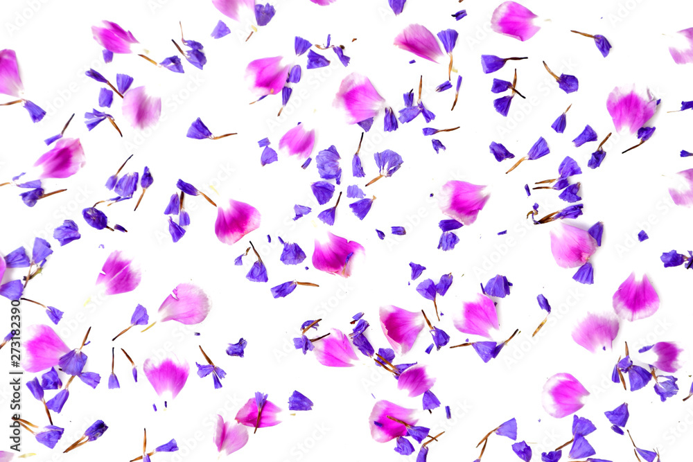 Petal of flowers on white background