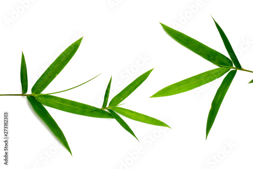 Bamboo leves on white background
