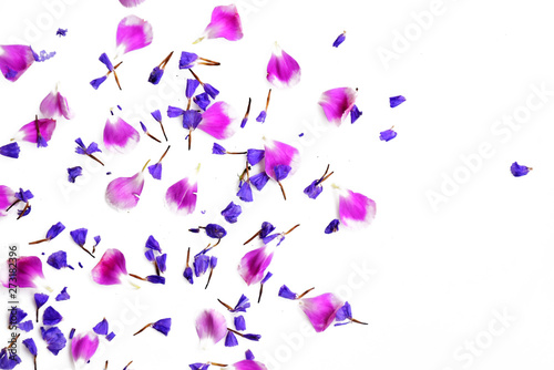 Petal of flowers on white background