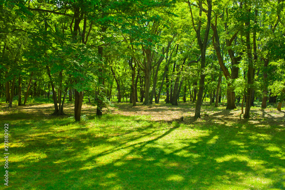 Obraz premium Sunshine forest