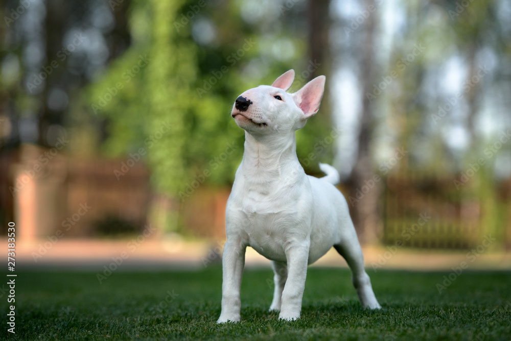 bull terrier puppy standing outdoors in summer