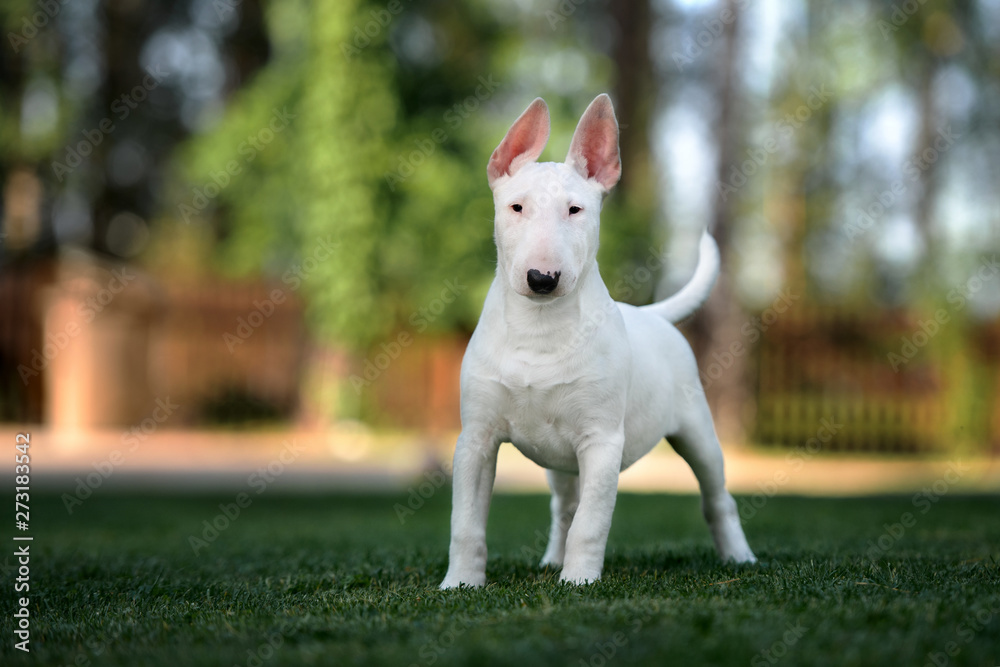 Obraz premium bull terrier puppy standing outdoors in summer