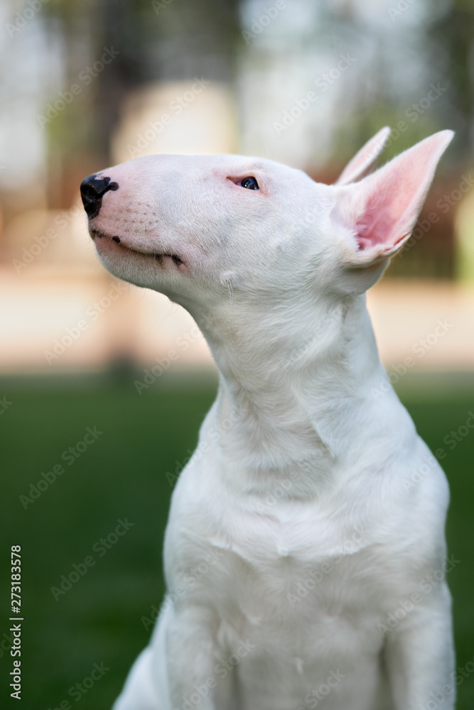 bull terrier puppy portrait