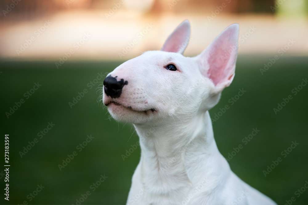 Fototapeta premium white bull terrier puppy head close up