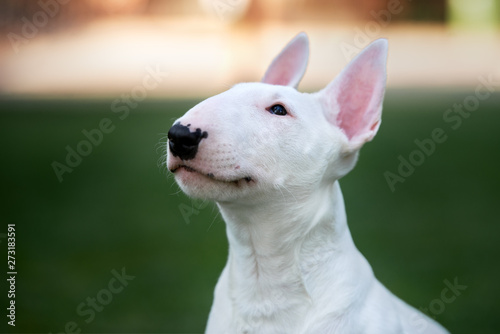 Foto white bull terrier puppy head close up