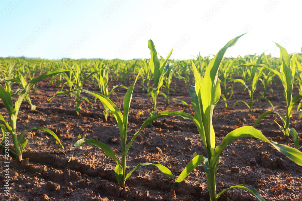 field with young corn plants field with young corn plants