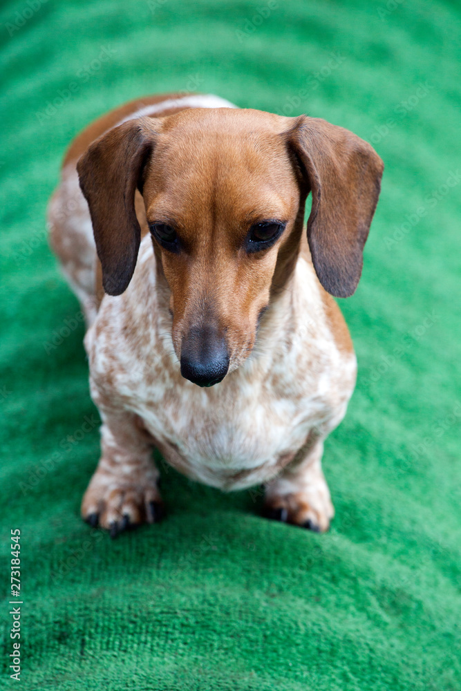 dachshund puppy portrait green background 