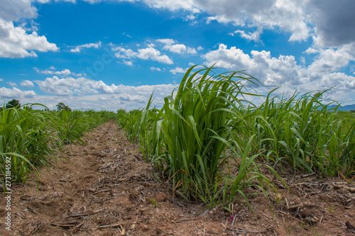 Sugarcane trees that are growing in sugarcane fields In the morning when the weather is bright Clouds that are beautifully arranged in the rainy season