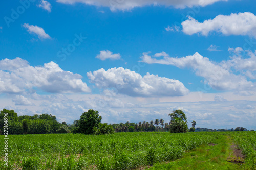 The atmosphere in the sugar cane farm in the morning, the sky is bright, the clouds are clumps And suitable for travel and leisure