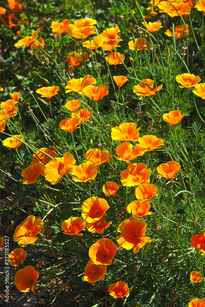 parterre d'escholtzias  ou pavots de californie orange