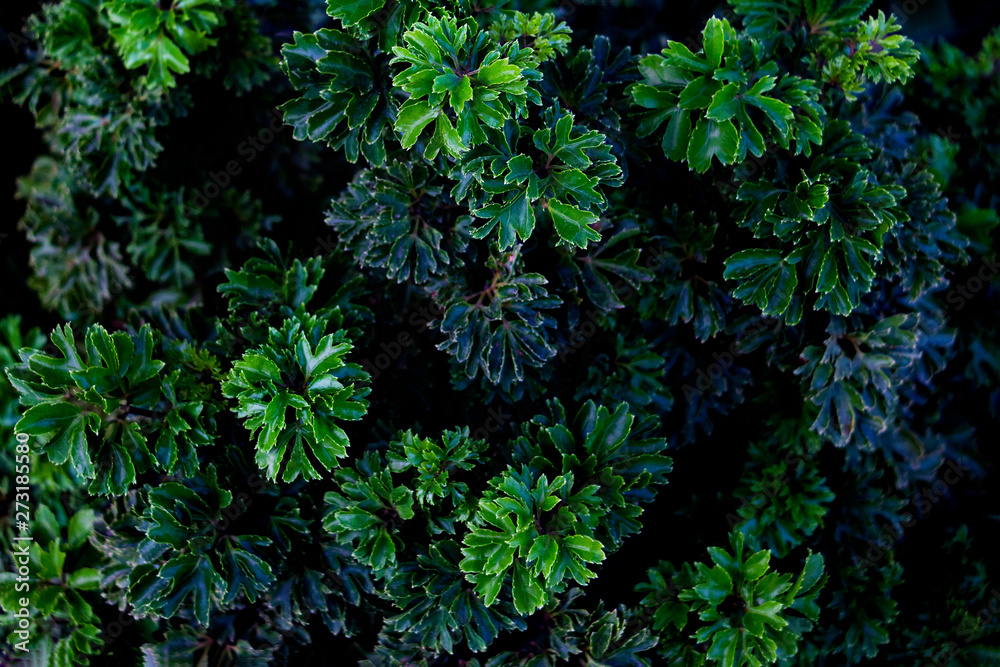 Green leaves background. Green leaves color tone dark  in the morning. Tropical Plant,environment,photo concept nature and plant.